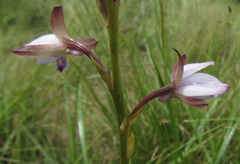Eulophia zeyheriana