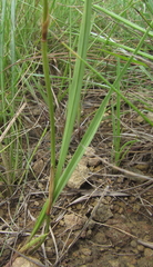 Eulophia zeyheriana
