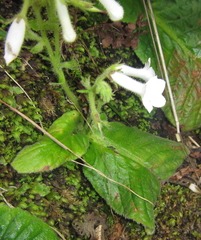 Streptocarpus pusillus