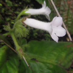 Streptocarpus pusillus