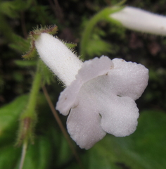 Streptocarpus pusillus