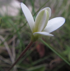 Hypoxis parvula albiflora