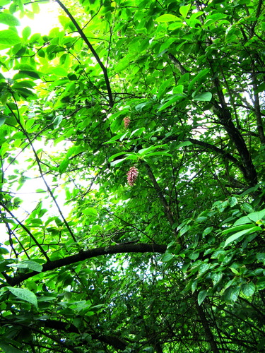 Lilac bush (Syringa komarowii)