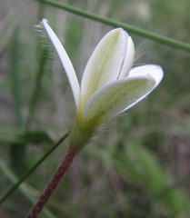 Hypoxis parvula albiflora