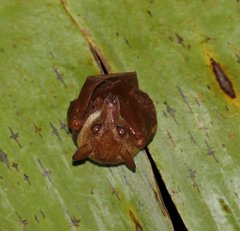 Syconycteris australis