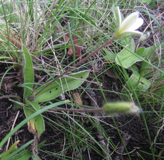 Hypoxis parvula albiflora