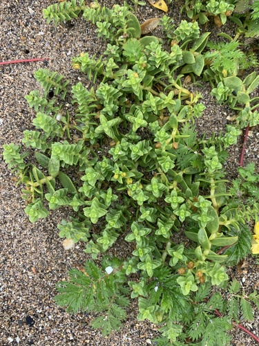 Beach Greens