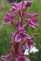 Disa stricta