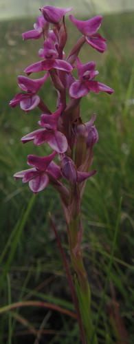 Image of Disa stricta by (c) Robert Taylor, some rights reserved (CC BY)