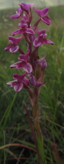 Disa stricta