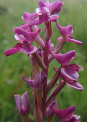 Disa stricta