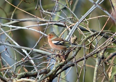 Fringilla coelebs