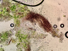 Verrucaria trabalis