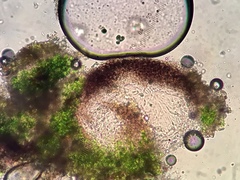 Verrucaria trabalis