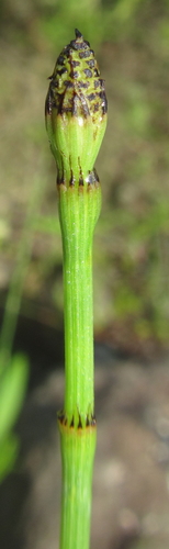 Branched scouringrush (Equisetum ramosissimum)
