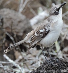 Mimus parvulus parvulus