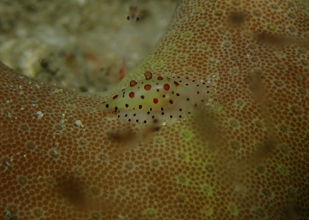 Common calpurnus
