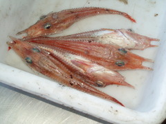 Peristedion cataphractum