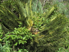 Encephalartos ghellinckii