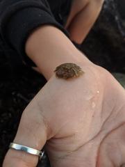 Hapalogaster cavicauda