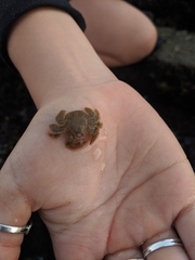 Hapalogaster cavicauda