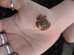 Hapalogaster cavicauda