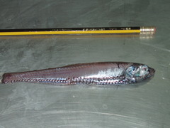 Polymetme thaeocoryla