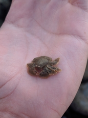 Hapalogaster cavicauda