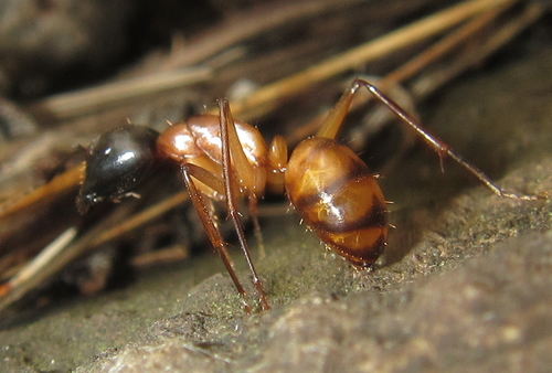 Camponotus havilandi