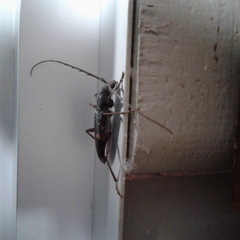 Phoracantha punctata