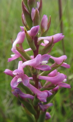 Disa stachyoides