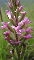 Disa stachyoides