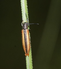 Eurispa vittata