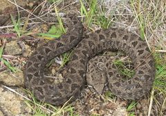 Bitis atropos