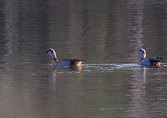 Alopochen aegyptiaca