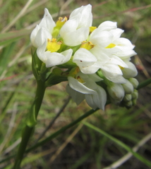 Schizochilus flexuosus