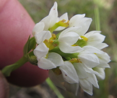 Schizochilus flexuosus