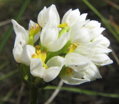 Schizochilus flexuosus