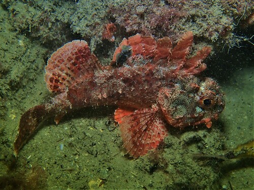 Western red rockcod (Scorpaena sumptuosa) — Scorpaenidae — 5