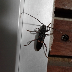 Phoracantha punctata