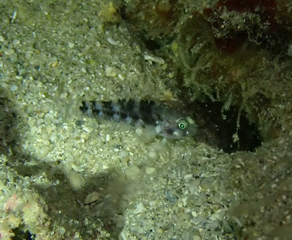 Bluespotted Goby