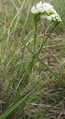 Schizochilus flexuosus