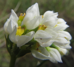 Schizochilus flexuosus