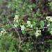 Muehlenbeckia axillaris × complexa - Photo (c) Jacqui Geux,  זכויות יוצרים חלקיות (CC BY), הועלה על ידי Jacqui Geux