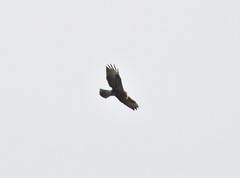 Buteo buteo