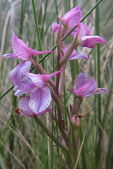 Disa dracomontana