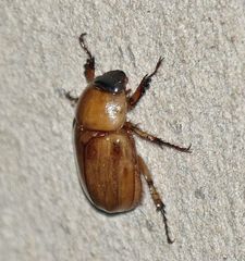 Cyclocephala putrida
