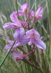 Disa dracomontana