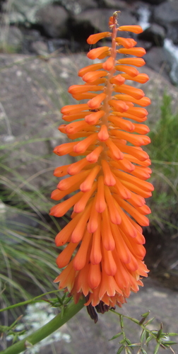 Cathedral Poker (Kniphofia evansii)