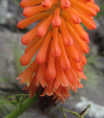 Image of Kniphofia evansii by (c) Robert Taylor, some rights reserved (CC BY)